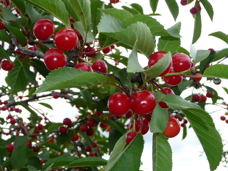 cherry